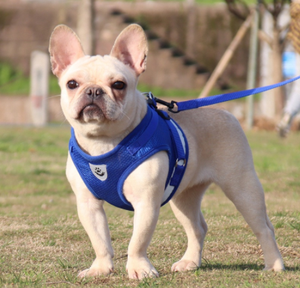 Arnés de Pecho para Mascotas, Antitirones, para Viajes al Aire Libre, Reflectante, de Nailon Ajustable, con Liberación Rápida, para Perros Pequeños y Medianos - Product Image 2