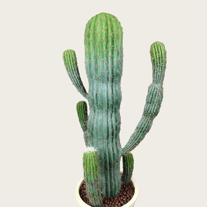 <span class=keywords><strong>Cactus</strong></span> de Columna de Dragón <span class=keywords><strong>Artificial</strong></span> Premium de Múltiples Cabezas para Merchandising Visual Comercial y Decoración de Oficina/Hogar/Hotel/Scenarios de Banquetes - Product Image 1