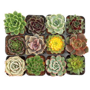 Paquete Variado de Suculentas Rosette Coloridas, Exhibición de Suculentas con Surtido de Echeveria Sempervivum en Macetas de 2 Pulgadas - Product Image 6