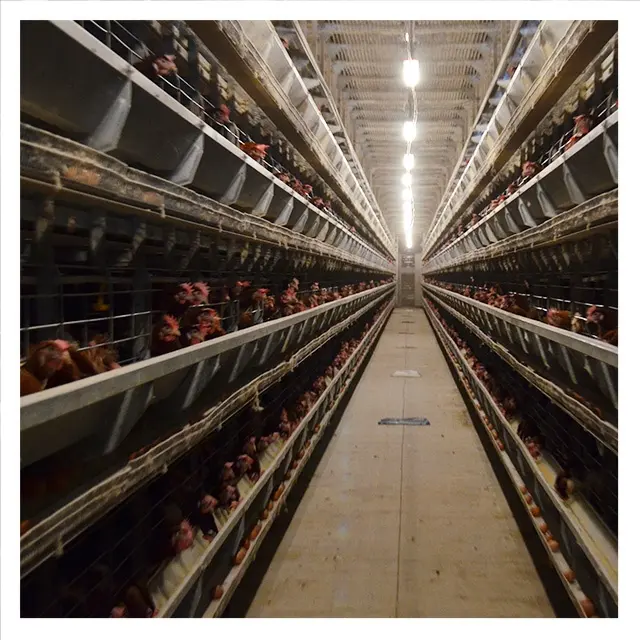 動物用自動繁殖鶏電池ケージ家禽農機具