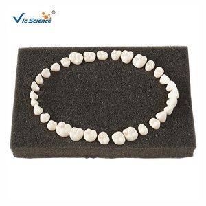 Denti permanenti di alta qualità con radici dritte (per <span class=keywords><strong>SF</strong></span>) forniture scolastiche di ricambio per denti - Product Image 1