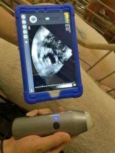 Système d'échographie vétérinaire portable Chine B w pour la détection de la gestation <span class=keywords><strong>des</strong></span> moutons et l'identification du sexe <span class=keywords><strong>des</strong></span> <span class=keywords><strong>animaux</strong></span> de taille moyenne - Product Image 3