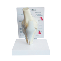 Modèle d'articulation du genou humain éducation taille naturelle modèle de squelette anatomique éducation des sciences médicales