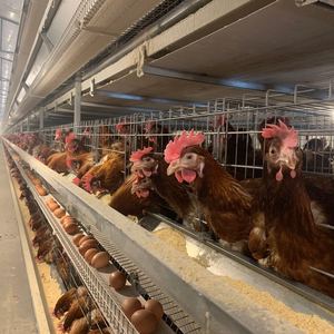 <span class=keywords><strong>Vente</strong></span> directe usine : Nouvelles cages automatiques pour poules pondeuses <span class=keywords><strong>en</strong></span> acier galvanisé à chaud de type H - Product Image 2