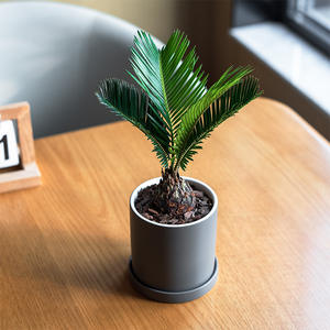 Mini plante verte artificielle Cc 2024 avec <span class=keywords><strong>pot</strong></span> <span class=keywords><strong>en</strong></span> céramique, plante décorative pour bureau, hôtel, restaurant, 037 - Product Image 4