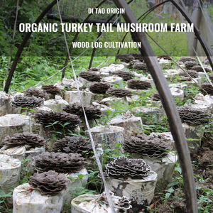 QST-005 Bubuk Jamur <span class=keywords><strong>Turkey</strong></span> <span class=keywords><strong>Tail</strong></span> Grosir Larut dalam Air 100% Bubuk Jamur <span class=keywords><strong>Turkey</strong></span> <span class=keywords><strong>Tail</strong></span> - Product Image 3