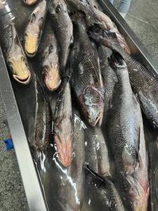 Marisco fresco congelado piscicultura marrom croaker da <span class=keywords><strong>China</strong></span> eviscerado escala 4-8kg Poisson venda para exportação - Product Image 5