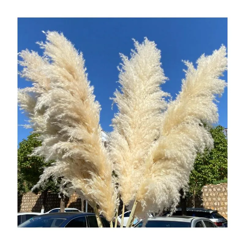 2023 favorite natural dried fluffy pampas grass large decoration pampas grass for decor wedding centerpieces& Event home decor