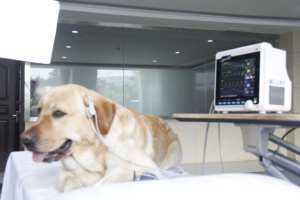 เครื่องมอนิเตอร์สัตว์เลี้ยง Shengzhichu CMS6000Vet ที่ปลอดภัยและเชื่อถือได้สำหรับสุนัขและแมว พร้อมชุดตรวจวัดสัญญาณชีพและชุดทดสอบวินิจฉัย - Product Image 5