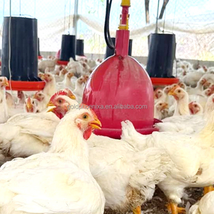 Bebedero de Campana para Pollos Plasson de Alta Calidad QA, Bebederos Automáticos para Aves de Corral con Recipiente para Pollos de Engorde - Product Image 6