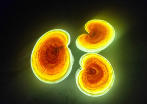Lampes décoratives LED extérieures à motif Ganoderma magique pour parcs, paysages et festivals - Product Image 1