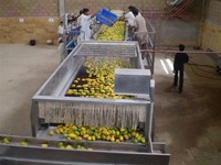 Mango-pulp productielijn, fruitsapmachine, mango-pulpmachine, mango-schilmachine