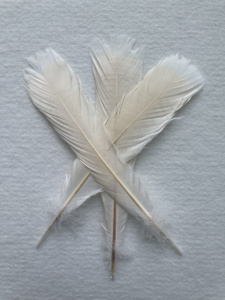 <span class=keywords><strong>Piume</strong></span> <span class=keywords><strong>di</strong></span> Tacchino Sbiancate 12-14 Pollici per Cappelli da Carnevale Copricapo da Samba Accessorio per Spettacoli Teatrali Costume con <span class=keywords><strong>Piume</strong></span> YOLAN - Product Image 3