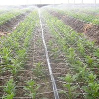 Tuyau d'irrigation plat à jet laser 22 28 32 mm pour jardin et agriculture, système d'irrigation par tube de pluie, tuyau de pluie Cameroun