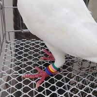 Bague d'identification élastique en caoutchouc durable pour pigeons de course