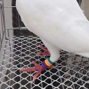 Anillo <span class=keywords><strong>de</strong></span> Entrenamiento Elástico para <span class=keywords><strong>Palomas</strong></span>, Anillo <span class=keywords><strong>de</strong></span> Identificación <span class=keywords><strong>de</strong></span> Goma Resistente para <span class=keywords><strong>Palomas</strong></span> <span class=keywords><strong>de</strong></span> Competición - Product Image 6