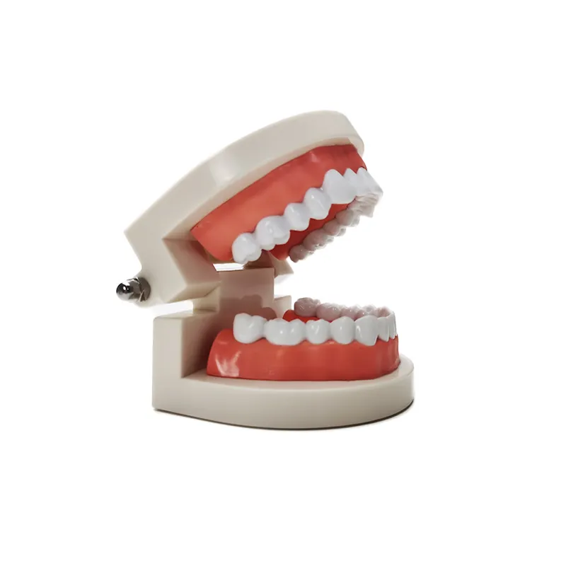 1:1 brushing teaching model dental care