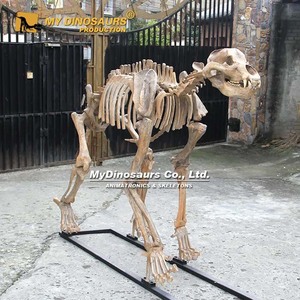 Bảo tàng khủng long của tôi kích thước đầy đủ bộ xương động vật thời tiền sử sư tử hang động để bán - Product Image 4