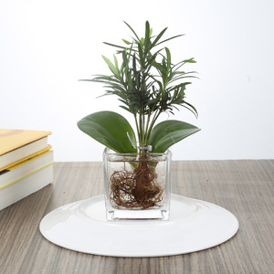 <span class=keywords><strong>Macetas</strong></span> de flores <span class=keywords><strong>cuadradas</strong></span> de cristal, mini plantador de semillas, <span class=keywords><strong>baratas</strong></span> - Product Image 4