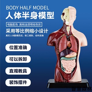 Modelo de órgano humano simulado con estructura esquelética, juguete educativo para niños de 7 a 14 años, herramienta de aprendizaje de ciencia Unisex - Product Image 5