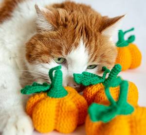 2025 Handmade Gift <strong>Pet</strong> Strong <strong>Little</strong> <strong>Shop</strong> Interactive <strong>Pet</strong> and Motion Toys Design Pumpkin <strong>Pet</strong> Toys Toys for Dogs - Product Image 3