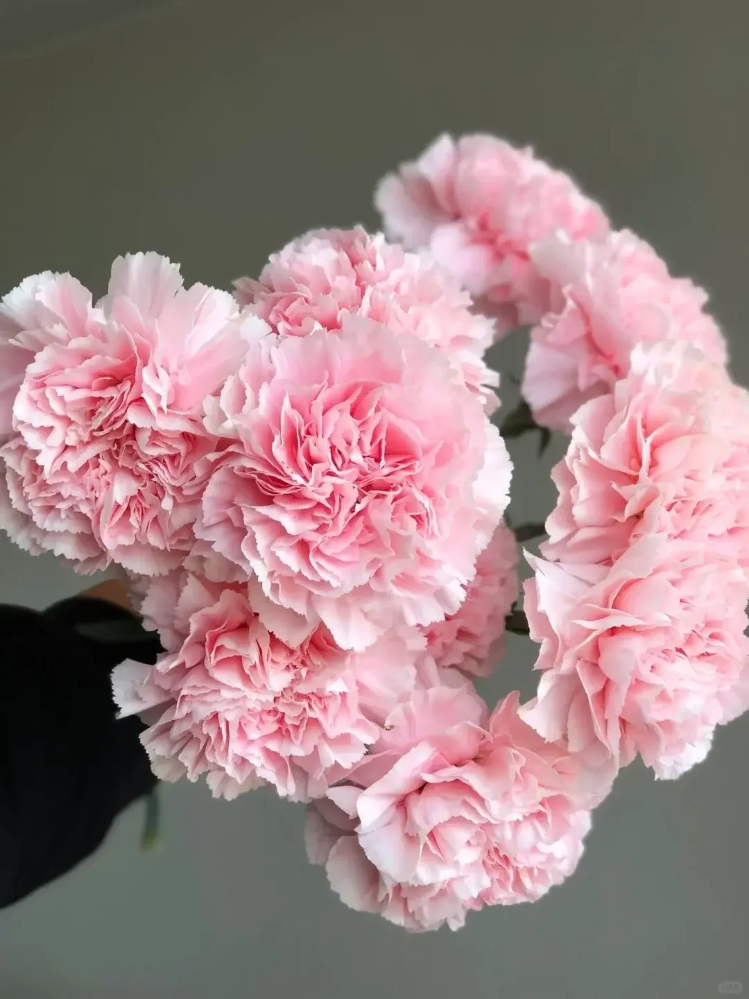 Oeillet rose beauté à une tête - 18-20 tiges