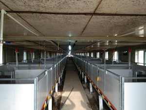 คอกเลี้ยงลูกหมูขนาดเล็กพร้อมพื้นพลาสติกสำหรับสถานรับเลี้ยงเด็ก - Product Image 5