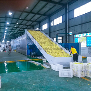 Easy-to-operate continuous mesh belt <b>drying</b> <b>equipment</b> orange peels and other fruit peels processing - Product Image 3