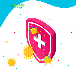 FocusHerb Supplément d'extrait de plantes de qualité alimentaire 4% poudre d'acide cichorique de fleur d'échinacée pourpre - Product Image 3