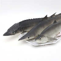 Ensemble de 3 modèles de poissons simulés en PU, design côtier, représentant un sturgeon chinois, un requin et un poisson à bouche incurvée, objets décoratifs
