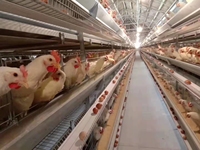 Cage à poules pondeuses multi-niveaux de type H, à haute densité, en acier galvanisé à chaud, pour économiser de l'espace
