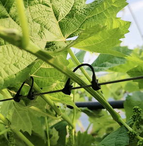 Clips de Soporte Profesionales para Plantas de Uva, Kiwi y Tomate - Ganchos de Plástico Resistentes a los Rayos UV para Enredaderas - Herramientas para Huertos y Granjas - Product Image 4