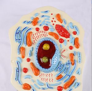 Modèles de cellules animales et végétales Structures microscopiques Biologie Enseignement à l'école SIDA Apprentissage par les élèves Modèles de démonstration - Product Image 5