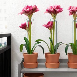 12 Packs 16 Inches <strong>Garden</strong> <strong>Flower</strong> <strong>Support</strong> Plant <strong>Support</strong> Stakes <strong>for</strong> <strong>Flowers</strong>, Orchid, Peony, Lily, Rose - Product Image 3