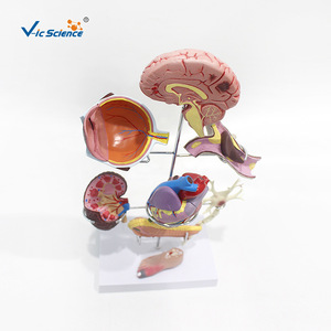 Modelos anatómicos humanos, modelos patológicos y modelos médicos de enfermedades - Product Image 2