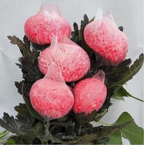 Red de Protección para Flores de Peonía y Crisantemo, Malla de Nailon de Alta Elasticidad para Dar Forma a los Capullos de Rosa - Product Image 1