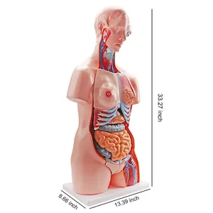 Modelo de enseñanza biomédica de 85CM, 17 piezas, doble capa, Anatomía Humana, modelo científico, espalda abierta