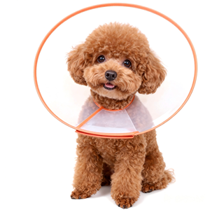 समायोज्य आधुनिक प्लास्टिक पालतू वसूली शंकु कॉलर बेगल डचशंड सर्जरी एलिज़ाबेथ कॉलर काटने के घावों को रोकता है - Product Image 1