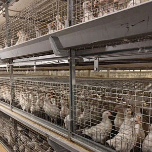 Cage de couche d'isolement de poulet de type H de haute qualité de 2.0mm d'épaisseur petite cage de ponte automatique de volaille fabriquée en Chine - Product Image 3