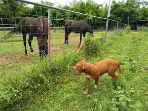 Hek/Goedkope Animal Beschermen Boerderij Hek/Geen Klim Paard Hek