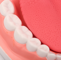 Modelo de Dientes con Lengua a Escala 6x para Hospitales o Enseñanza, Modelo Dental, Modelo Biológico, Material Didáctico, CE ISO