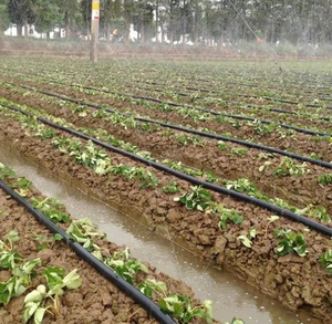 Farm Watering Drip Irrigation System Micro Flat Spray Tape for Drip Irrigation System Pe Laser Spray Micro Rain Pipe - Product Image 2