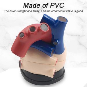 Modello Didattico YULIN YL-3X01, Cuore Umano Ingrandito 3 Volte, Modello Educativo <span class=keywords><strong>per</strong></span> l'Anatomia e la Ricerca sui Organi - Product Image 2
