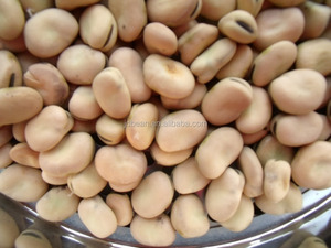 Số lượng lớn Trung Quốc toàn bộ rộng đậu khô xuất khẩu Hữu Cơ faba đậu fava đậu hạt giống - Product Image 5