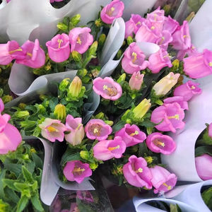 Arreglo Floral Seco Natural de Hierba de Pampas de Yunnan Kunming, Hecho a Mano, Moderno, para Bodas, Día de la Madre, Graduación, Navidad - Product Image 4