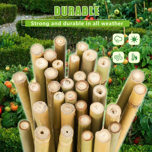 Bâtons <span class=keywords><strong>de</strong></span> bambou <span class=keywords><strong>de</strong></span> 4 pieds pour plantes, <span class=keywords><strong>piquets</strong></span> <span class=keywords><strong>de</strong></span> jardin <span class=keywords><strong>en</strong></span> <span class=keywords><strong>bois</strong></span> pour <span class=keywords><strong>tomates</strong></span>, haricots, fleurs, arbres, plantes <span class=keywords><strong>en</strong></span> pot et grimpantes, lot <span class=keywords><strong>de</strong></span> 25 - Product Image 4
