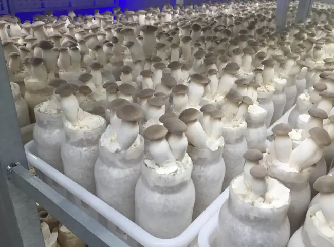 Cina export fresh king oyster mushroom king tromba fungo prezzo