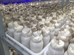 Precio de Exportación de China de Champiñones Frescos <span class=keywords><strong>King</strong></span> Oyster (<span class=keywords><strong>King</strong></span> Trumpet) - Product Image 4
