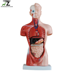 Modelo de Torso Humano de PVC Avanzado de 26 cm y 15 Partes para Escuelas de Medicina - Product Image 2