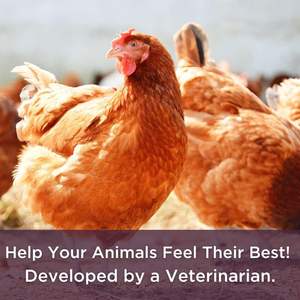 Complément alimentaire <span class=keywords><strong>pour</strong></span> poulets de qualité supérieure - Friandises à base de plantes <span class=keywords><strong>pour</strong></span> poules pondeuses - Enrichissement de l'alimentation avicole à base d'algues riches en oméga 3 - Product Image 4